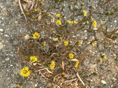 Lessingia pectinata tenuipes