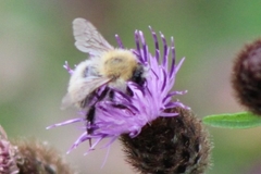 Bombus