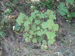 Acer opalus obtusatum