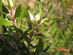 Leucadendron conicum