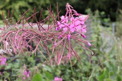 Chamaenerion angustifolium