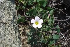 Oxalis rubricallosa