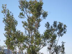 Leucadendron conicum