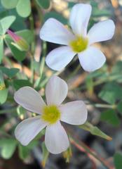 Oxalis rubricallosa