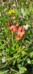 Indigofera procumbens