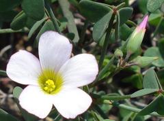 Oxalis rubricallosa