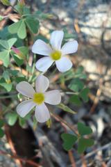 Oxalis rubricallosa