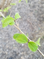 Viburnum sieboldii
