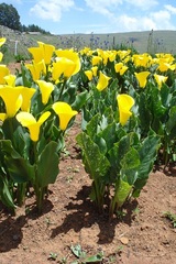 Zantedeschia pentlandii