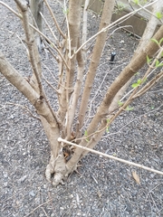 Viburnum sieboldii