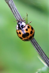 Harmonia axyridis
