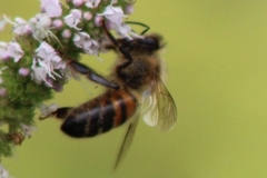 Apis mellifera