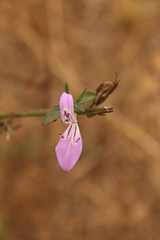 Dicliptera cernua