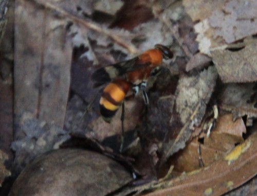 Psorthaspis mariae