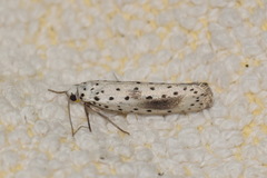 Yponomeuta irrorellus