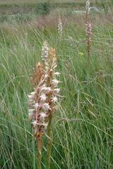 Satyrium longicauda longicauda