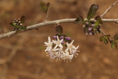 Ehretia obtusifolia