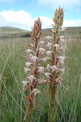 Satyrium longicauda longicauda