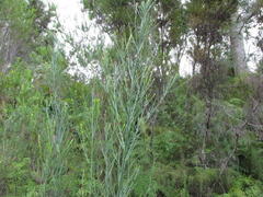 Indigofera filifolia