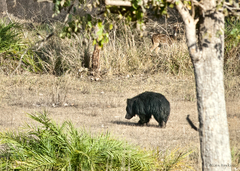 Melursus ursinus ursinus