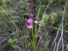 Indigofera filifolia