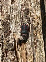 Astylus cyanerythrus
