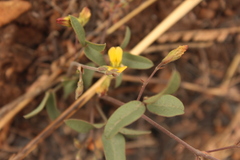 Rhynchosia totta