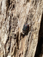 Astylus cyanerythrus