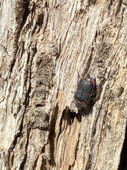 Astylus cyanerythrus