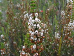 Erica deflexa