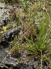 Xyris montana