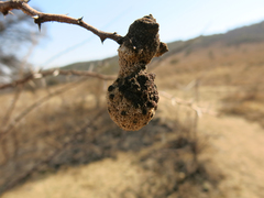 Cephalotelium macowanianum
