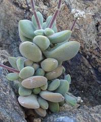 Crassula sericea sericea