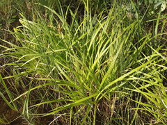 Carex pseudocyperus