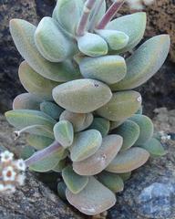 Crassula sericea sericea
