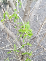 Viburnum sieboldii
