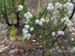 Erica gracilis