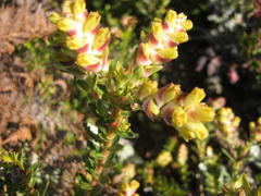 Penaea cneorum cneorum