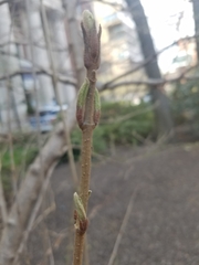 Viburnum sieboldii