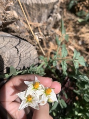 Solanum jamesii