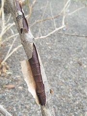 Viburnum sieboldii