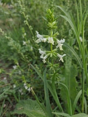 Stachys annua