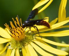 Scolia dubia haematodes