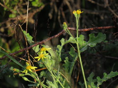 Senecio hastatus