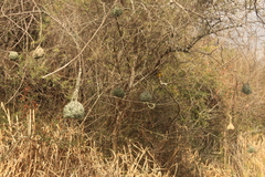 Ploceus cucullatus