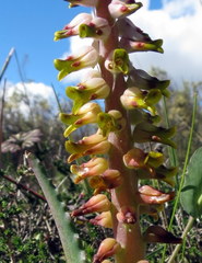 Lachenalia mutabilis