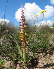 Lachenalia mutabilis