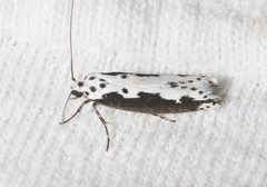 Ethmia semilugens