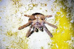 Ornithoctoninae