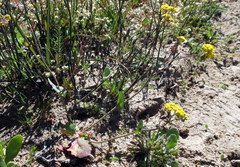 Gymnodiscus capillaris